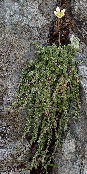 Saxifraga bryoides \ Moos-Steinbrech / Mossy Saxifrage, A Osttirol, Porze 13.7.2019