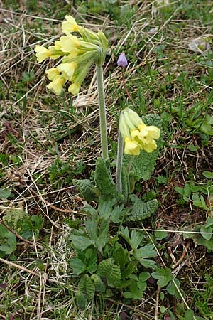 Primula elatior \ Hohe Schlsselblume, Wald-Primel / Ox-lip, A Schneealpe 30.6.2020