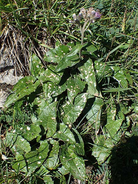 Saussurea discolor \ Zweifarbige Alpenscharte, Filz-Alpenscharte, A Eisenerzer Reichenstein 28.7.2021