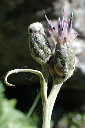 Saussurea discolor \ Zweifarbige Alpenscharte, Filz-Alpenscharte, A Eisenerzer Reichenstein 28.7.2021