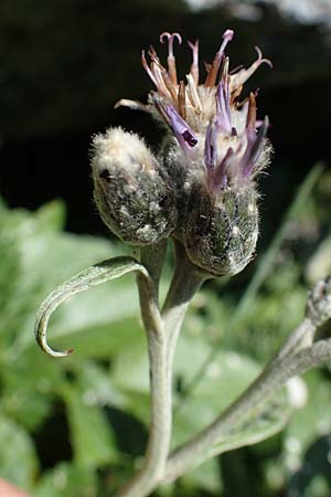 Saussurea discolor \ Zweifarbige Alpenscharte, Filz-Alpenscharte, A Eisenerzer Reichenstein 28.7.2021