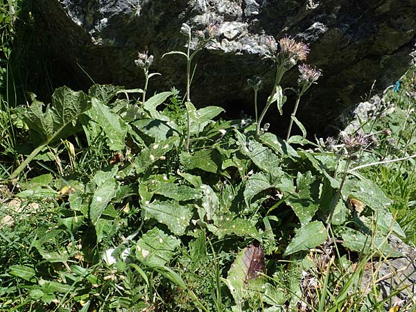 Saussurea discolor \ Zweifarbige Alpenscharte, Filz-Alpenscharte, A Eisenerzer Reichenstein 28.7.2021