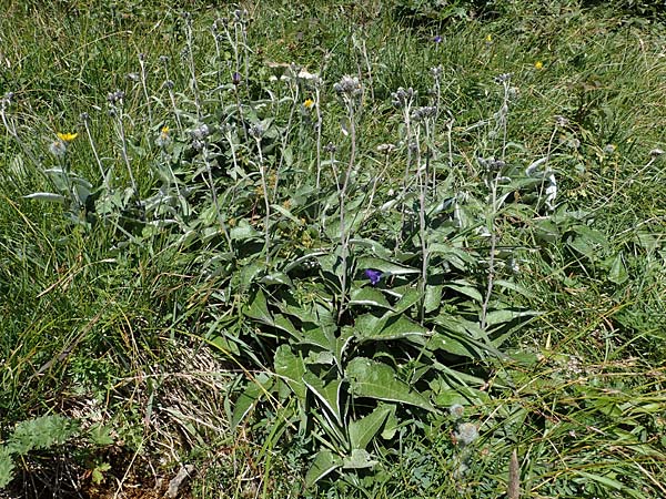 Saussurea discolor \ Zweifarbige Alpenscharte, Filz-Alpenscharte, A Eisenerzer Reichenstein 28.7.2021
