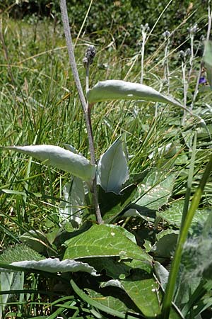 Saussurea discolor \ Zweifarbige Alpenscharte, Filz-Alpenscharte, A Eisenerzer Reichenstein 28.7.2021
