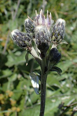 Saussurea discolor \ Zweifarbige Alpenscharte, Filz-Alpenscharte, A Eisenerzer Reichenstein 28.7.2021
