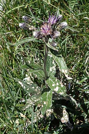 Saussurea discolor \ Zweifarbige Alpenscharte, Filz-Alpenscharte, A Eisenerzer Reichenstein 28.7.2021