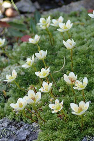 Saxifraga bryoides \ Moos-Steinbrech / Mossy Saxifrage, A Wölzer Tauern, Hohenwart 29.7.2021