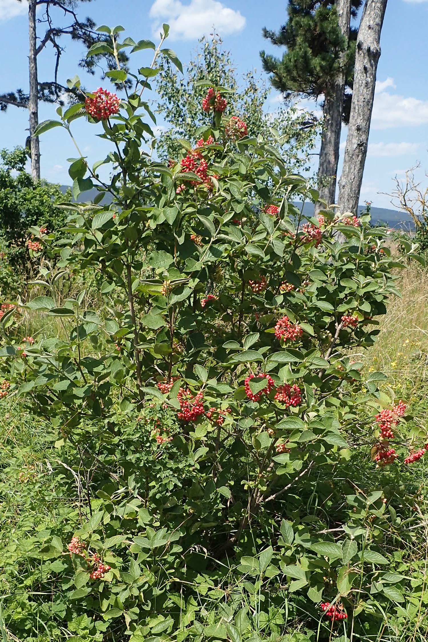 Viburnum lantana \ Wolliger Schneeball / Wayfaring Tree, A Weikersdorf am Steinfeld 7.7.2023