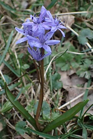 Scilla bifolia \ Zweiblttriger Blaustern / Alpine Squill, A Hainburg 7.3.2024