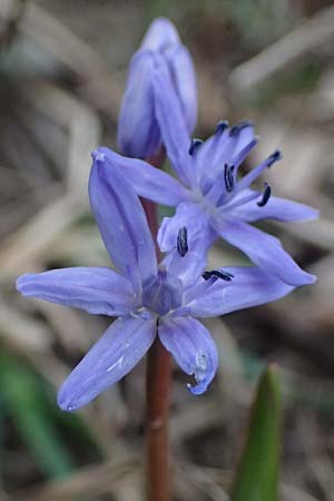 Scilla bifolia \ Zweiblttriger Blaustern / Alpine Squill, A Hainburg 7.3.2024