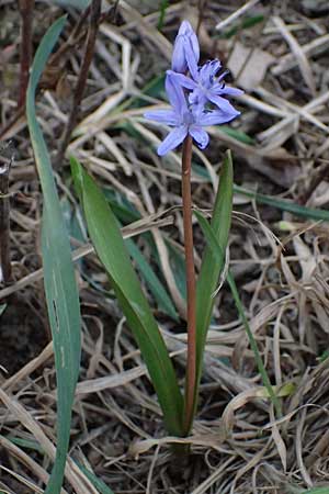 Scilla bifolia \ Zweiblttriger Blaustern / Alpine Squill, A Hainburg 7.3.2024