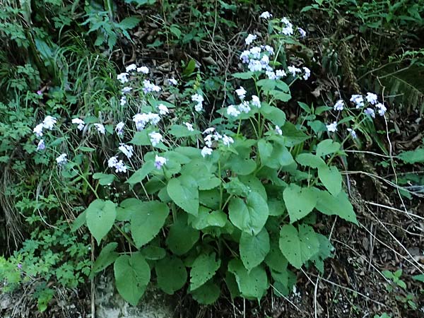 Lunaria rediviva \ Wildes Silberblatt, Wilde Mondviole / Perennial Honesty, A St. Gilgen 14.5.2025