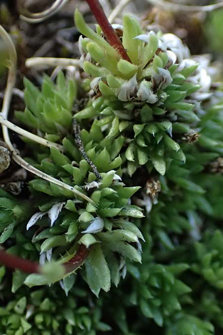 Saxifraga bryoides \ Moos-Steinbrech / Mossy Saxifrage, A Bad Gastein 29.6.2025
