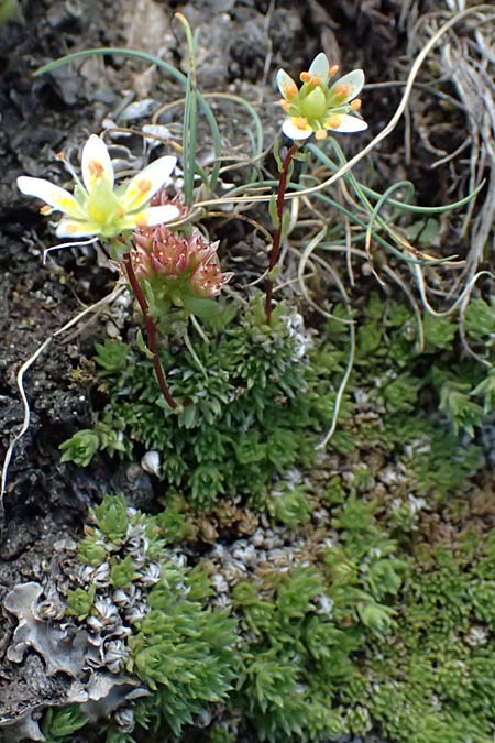 Saxifraga bryoides \ Moos-Steinbrech / Mossy Saxifrage, A Bad Gastein 29.6.2025