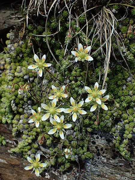 Saxifraga bryoides \ Moos-Steinbrech / Mossy Saxifrage, A Bad Gastein 29.6.2025