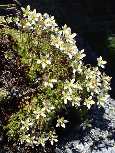 Saxifraga bryoides \ Moos-Steinbrech / Mossy Saxifrage, A Bad Gastein 29.6.2025
