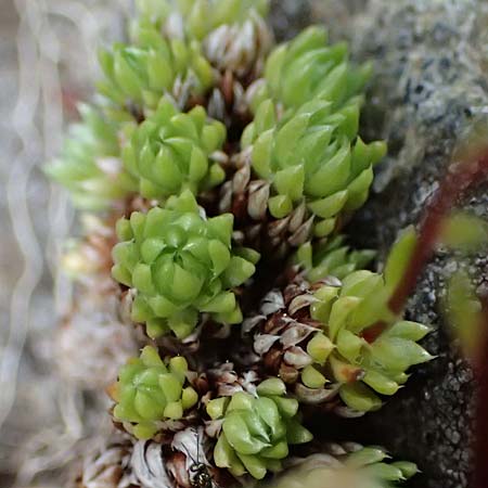 Saxifraga bryoides \ Moos-Steinbrech / Mossy Saxifrage, A Kolm Saigurn 2.7.2025