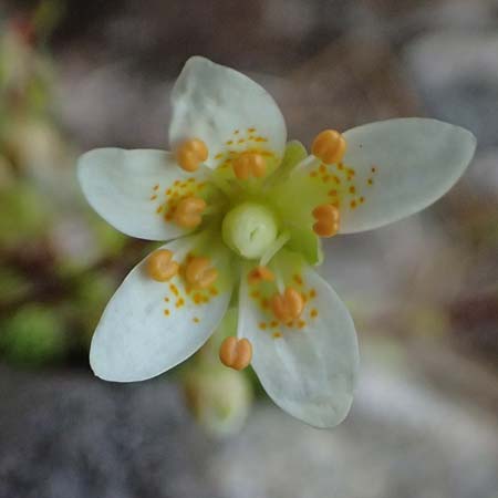 Saxifraga bryoides \ Moos-Steinbrech / Mossy Saxifrage, A Kolm Saigurn 2.7.2025