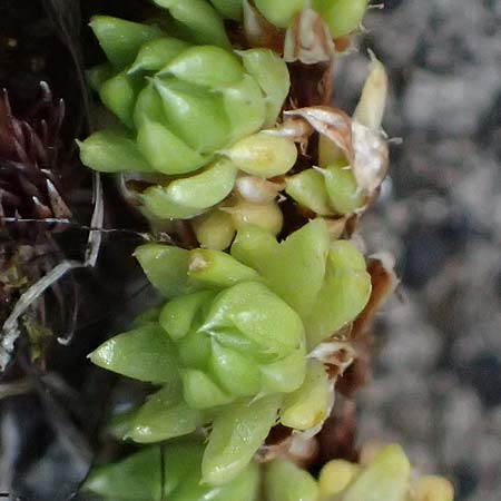 Saxifraga bryoides \ Moos-Steinbrech / Mossy Saxifrage, A Kolm Saigurn 2.7.2025