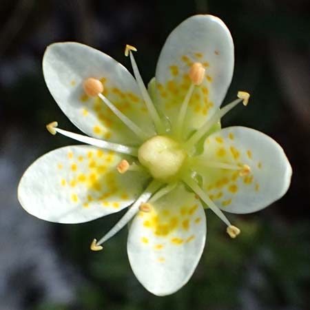Saxifraga bryoides \ Moos-Steinbrech / Mossy Saxifrage, A Kolm Saigurn 2.7.2025