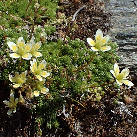 Saxifraga bryoides \ Moos-Steinbrech / Mossy Saxifrage, A Kolm Saigurn 2.7.2025