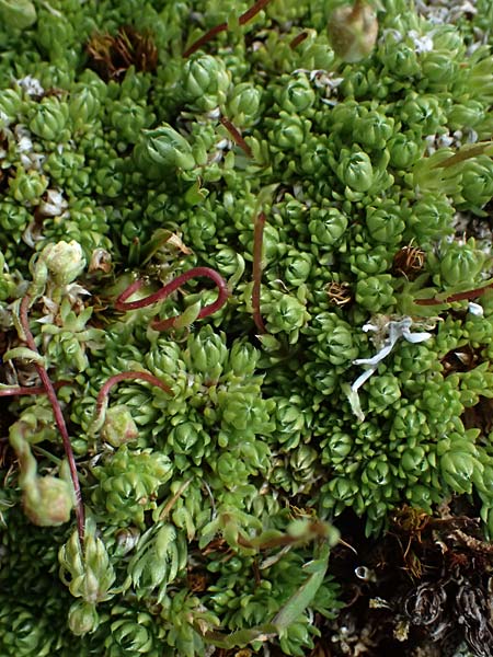 Saxifraga bryoides \ Moos-Steinbrech / Mossy Saxifrage, A Kolm Saigurn 2.7.2025