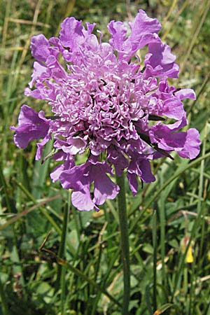 Scabiosa columbaria \ Tauben-Skabiose / Small Scabious, A Kärnten/Carinthia, Petzen 21.7.2007