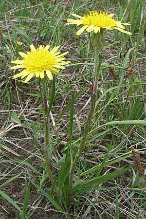 Scorzonera humilis \ Kleine Schwarzwurzel, A Reutte 25.5.2008