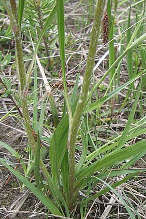 Scorzonera humilis \ Kleine Schwarzwurzel, A Reutte 25.5.2008