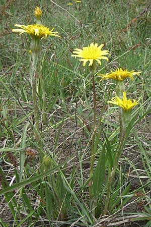 Scorzonera humilis \ Kleine Schwarzwurzel, A Reutte 25.5.2008