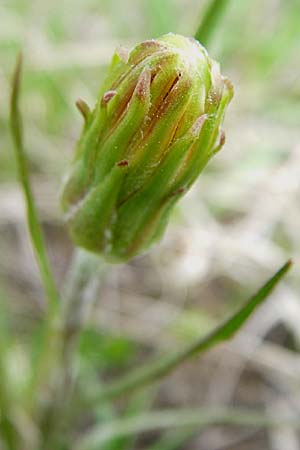 Scorzonera humilis \ Kleine Schwarzwurzel, A Reutte 25.5.2008