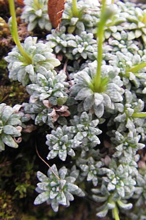 Saxifraga caesia \ Blaugrner Steinbrech / Grey Saxifrage, A Hahntennjoch 16.7.2010