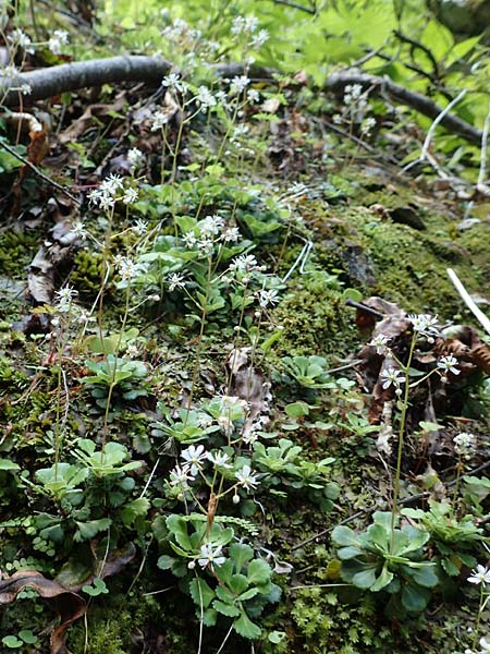 Saxifraga cuneifolia \ Keilblttriger Steinbrech / Lesser London Pride, A Kärnten/Carinthia, Gallizien 18.5.2016
