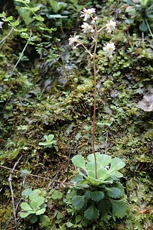 Saxifraga cuneifolia \ Keilblttriger Steinbrech / Lesser London Pride, A Kärnten/Carinthia, Gallizien 18.5.2016