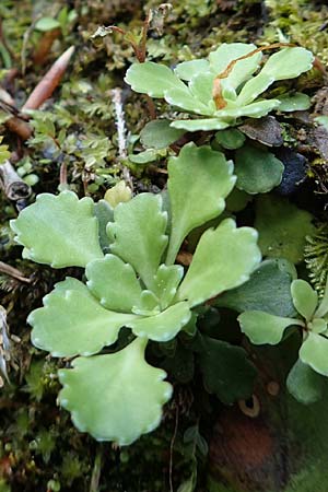 Saxifraga cuneifolia \ Keilblttriger Steinbrech / Lesser London Pride, A Kärnten/Carinthia, Gallizien 18.5.2016