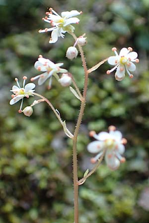 Saxifraga cuneifolia \ Keilblttriger Steinbrech / Lesser London Pride, A Kärnten/Carinthia, Gallizien 18.5.2016