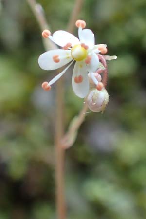 Saxifraga cuneifolia \ Keilblttriger Steinbrech / Lesser London Pride, A Kärnten/Carinthia, Gallizien 18.5.2016