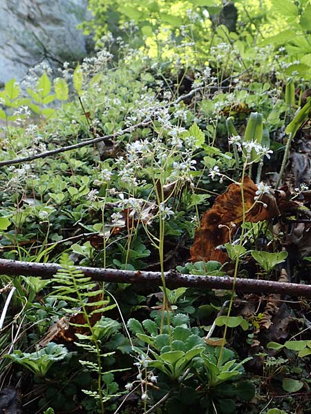 Saxifraga cuneifolia \ Keilblttriger Steinbrech / Lesser London Pride, A Kärnten/Carinthia, Gallizien 18.5.2016