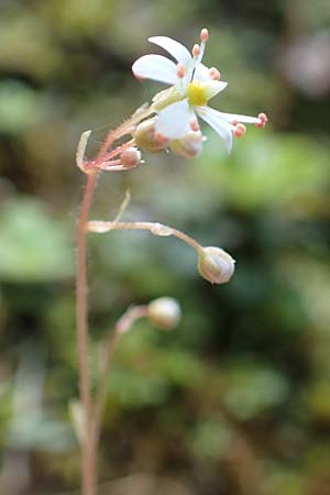 Saxifraga cuneifolia \ Keilblttriger Steinbrech / Lesser London Pride, A Kärnten/Carinthia, Gallizien 18.5.2016