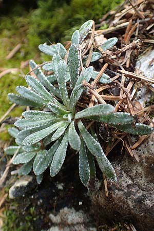 Saxifraga hostii \ Hosts Steinbrech / Host's Saxifrage, A K&auml;rnten/Carinthia, Hochobir 19.5.2016