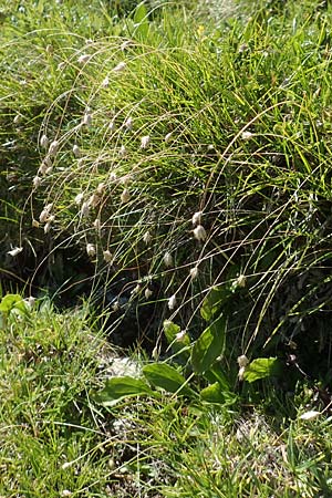 Sesleria caerulea \ Kalk-Blaugras / Moor Grass, A Kärnten/Carinthia, Petzen 8.8.2016