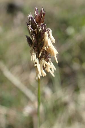 Sesleria caerulea \ Kalk-Blaugras / Moor Grass, A Reutte 2.5.2019