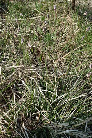 Sesleria caerulea \ Kalk-Blaugras / Moor Grass, A Reutte 2.5.2019