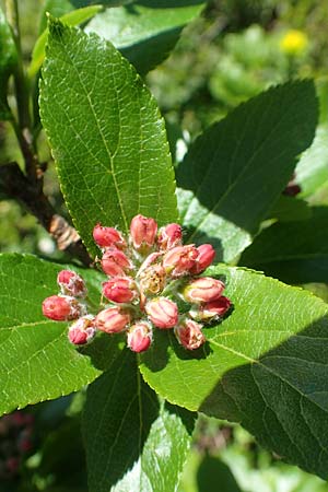 Sorbus chamaemespilus \ Zwerg-Mehlbeere, Berg-Mehlbeere / Dwarf Whitebeam, False Medlar, A Tauplitz-Alm 5.7.2020