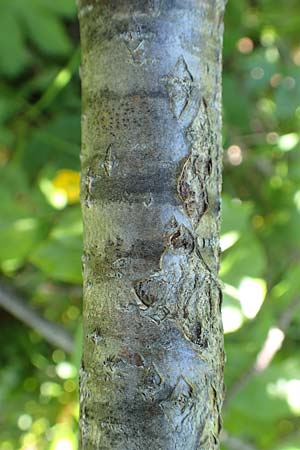 Sorbus chamaemespilus \ Zwerg-Mehlbeere, Berg-Mehlbeere / Dwarf Whitebeam, False Medlar, A Tauplitz-Alm 5.7.2020