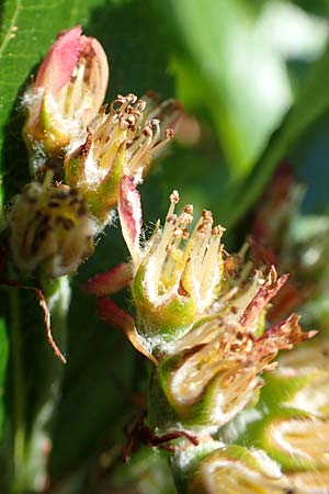 Sorbus chamaemespilus \ Zwerg-Mehlbeere, Berg-Mehlbeere / Dwarf Whitebeam, False Medlar, A Tauplitz-Alm 5.7.2020