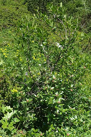 Sorbus chamaemespilus \ Zwerg-Mehlbeere, Berg-Mehlbeere / Dwarf Whitebeam, False Medlar, A Tauplitz-Alm 5.7.2020