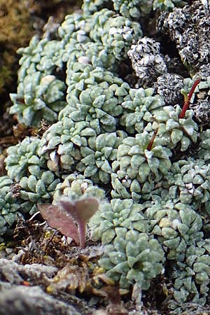 Saxifraga caesia \ Blaugrner Steinbrech / Grey Saxifrage, A Pusterwald, Eiskar 29.6.2021