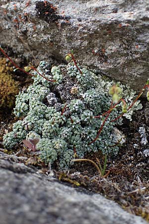 Saxifraga caesia \ Blaugrner Steinbrech / Grey Saxifrage, A Pusterwald, Eiskar 29.6.2021