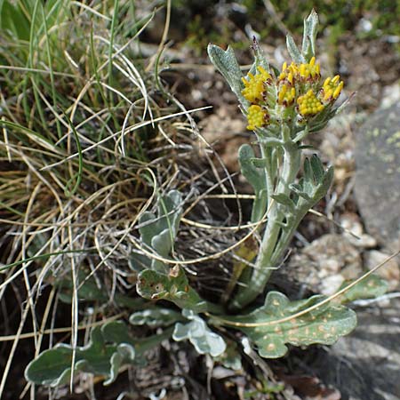 Senecio incanus subsp. carniolicus \ Krainer Greiskraut / Carniolan Ragwort, A Seckauer Tauern, Brandstätter Törl 1.7.2021